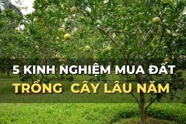 5 kinh nghiệm mua đất trồng cây lâu năm