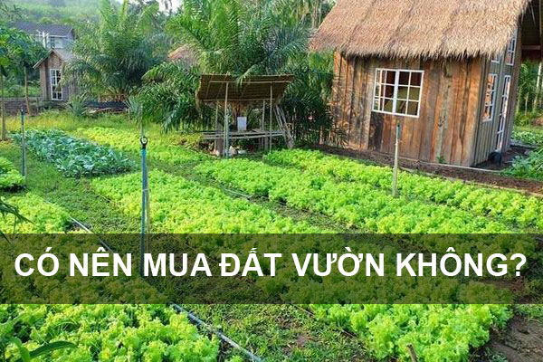 có nên mua đất vườn hay không