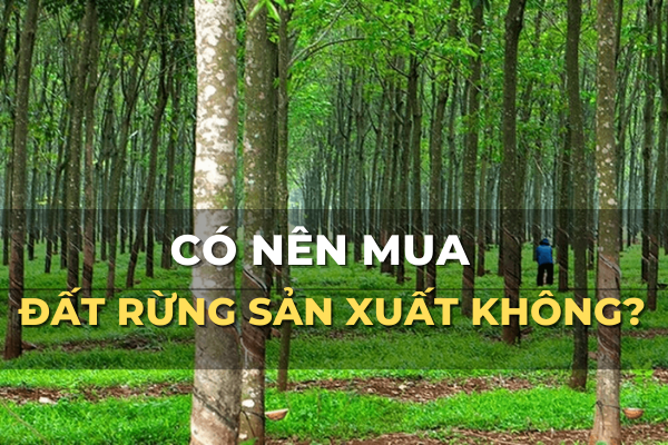 có nên mua đất rừng sản xuất để đầu tư không