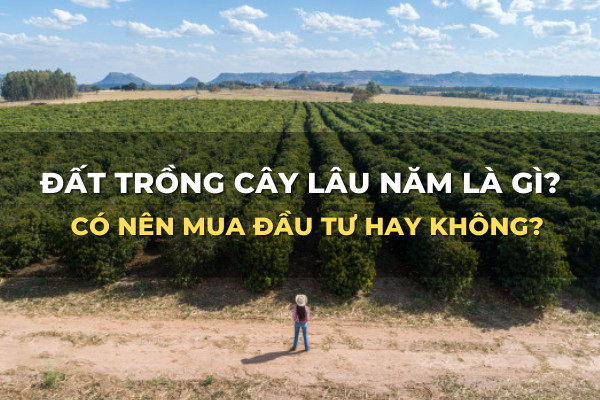đất trồng cây lâu năm là gì có nên mua đầu tư không
