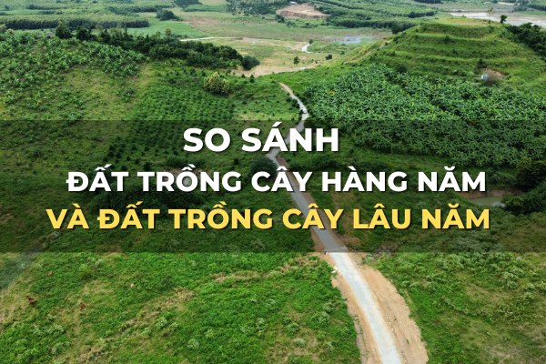 so sánh đất trồng cây lâu năm và đất trồng cây hàng năm