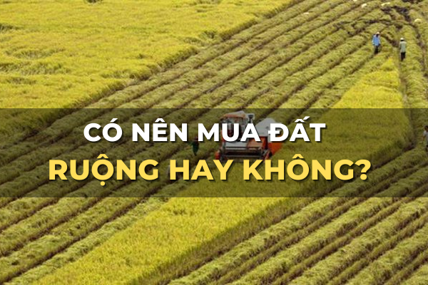 có nên mua đất ruộng hay không
