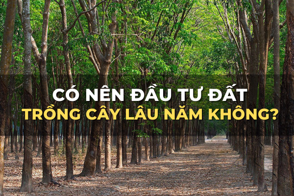 có nên mua đất trồng cây lâu năm không